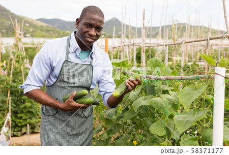 Young man gardener picking harvest of fresh cucumbers 58371177