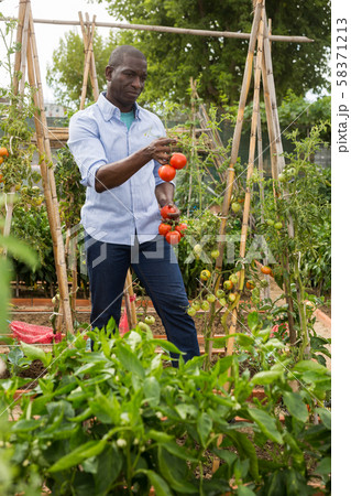 Male farmer with a box of tomatoes in the garden Male farmer with a box of tomatoes in the garden 58371213