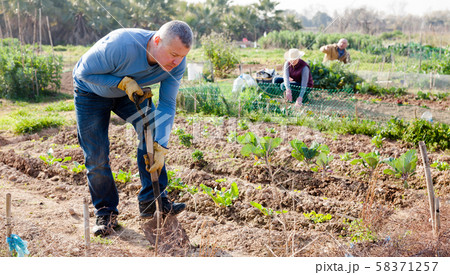 Professional gardener using garden shovel at land in garden outdoor 58371257