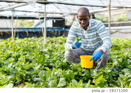 Farmer controlling process of growing of Malabar spinach Farmer controlling process of growing of Malabar spinach 58371260