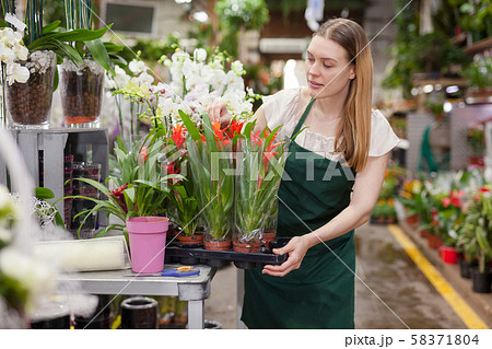 Flower shop seller holding bromeliad pots 58371804