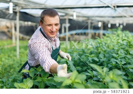 Male worker arranging white jute herbs while gardening in greenhouse Male worker arranging white jute herbs while gardening in greenhouse 58371921