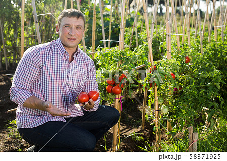 Positive man gardener picking harvest of fresh tomatoes 58371925