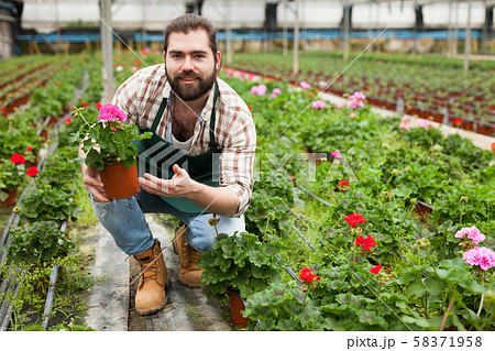 Florist cultivating geraniums Florist cultivating geraniums 58371958