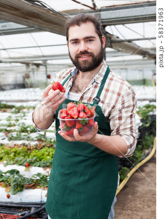 Farmer picks ripe strawberries in a greenhouse 58371963