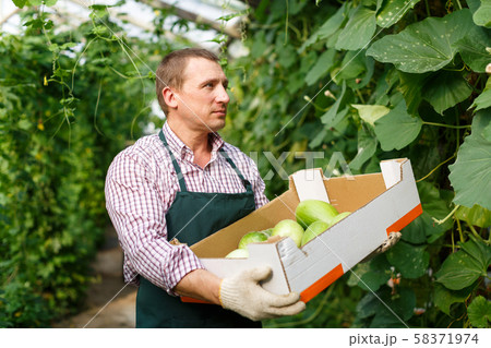 Worker holding harvest of zucchini 58371974