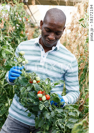 Farmer checking harvest of tomato plants Farmer checking harvest of tomato plants 58372194