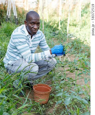 Male worker tying up tomato plants Male worker tying up tomato plants 58372519