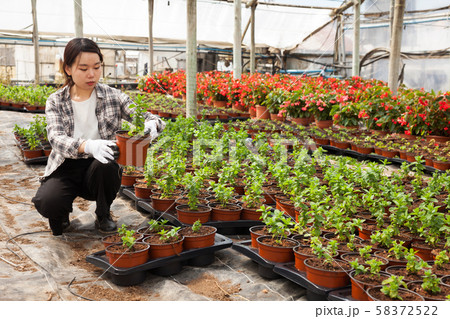 Chinese woman glasshouse farm worker examining garden flowers in flowerpots 58372522