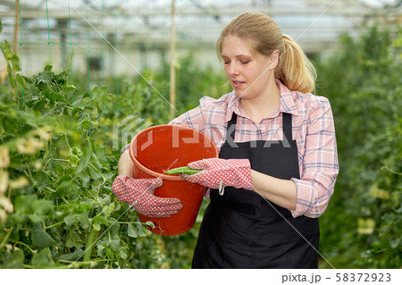 Young woman horticulturist in gloves picking harvest of pease to bucket 58372923