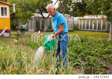 Senior farmer is watering vegetables in the garden 58372945