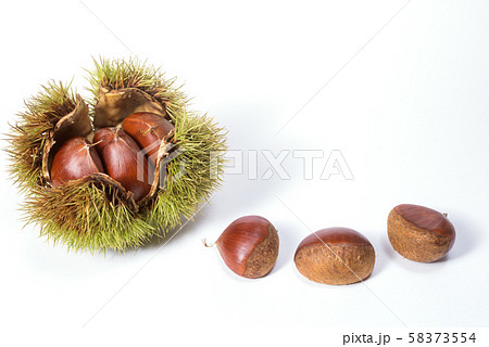白背景のイガグリと栗の実 58373554