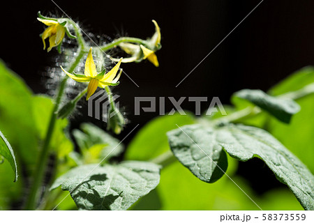 トマトの花 58373559
