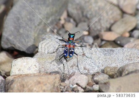 ハンミョウ ハンミョウ 58373635