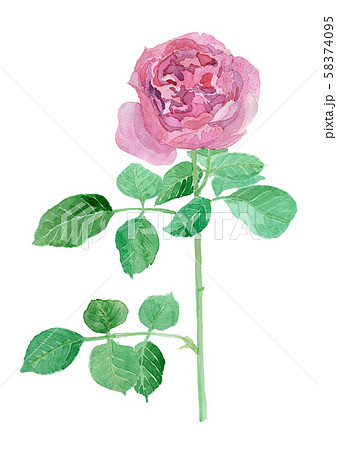 Rose Yves Piaget バラ イブピアッチェ のイラスト素材