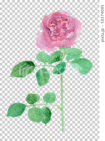 Rose Yves Piaget バラ イブピアッチェ のイラスト素材