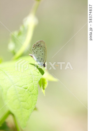 シジミチョウ 58374837