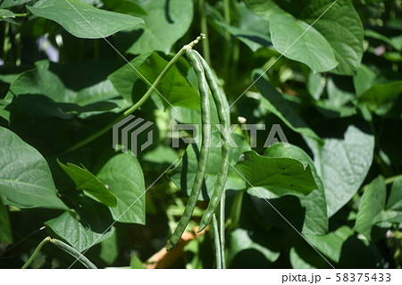 露地栽培のササゲ 露地栽培のササゲ 58375433