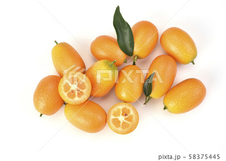 金橘 きんかん キンカン属 58375445