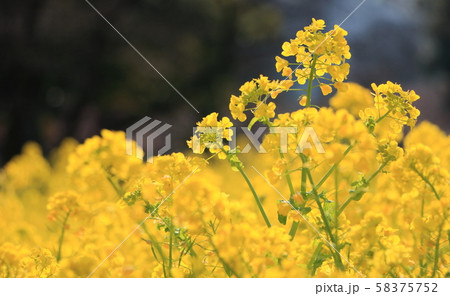 菜の花 菜の花 58375752