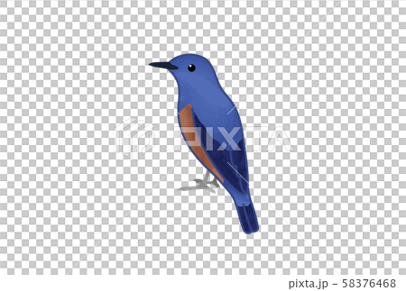 イソヒヨドリ 58376468