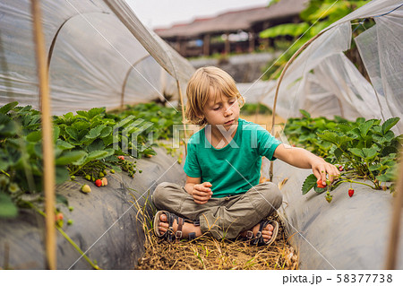 Strawberry plantation in Bali in the Bedugul area. Happy cute kid boy picking and eating Strawberry plantation in Bali in the Bedugul area. Happy cute kid boy picking and eating 58377738