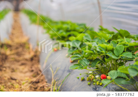 Strawberry plantation in Bali in the Bedugul area. Popular destination in tourism. Attraction of 58377762