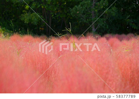 コキアの接写１６ 58377789