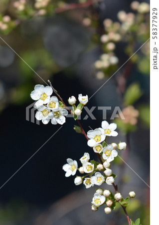 Grefsheim spirea Grefsheim spirea 58377929