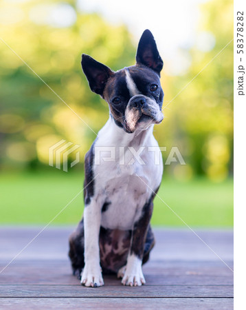 Boston terrier dog on brown terrace 58378282