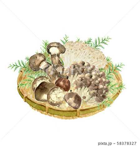 きのこセット 松茸 シメジ エノキ 椎茸 ひば 水彩のイラスト素材 5727
