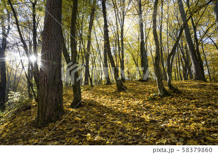 deciduous trees in the autumn deciduous trees in the autumn 58379860