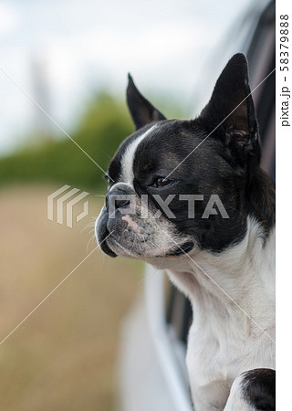 Dog - Boston Terrier - sticking his head out the 58379888