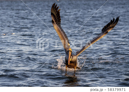 Pelican at sunset Pelican at sunset 58379971