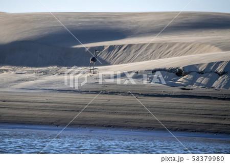 blue heron on the sand in california blue heron on the sand in california 58379980