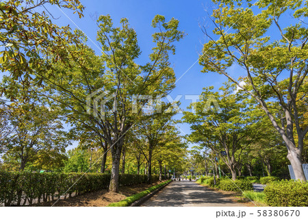 柏の葉公園通りの風景 58380670