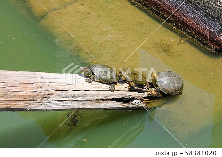 Turtles in archeological site of Butrint in Albania. World Heritage Site by UNESCO 58381020