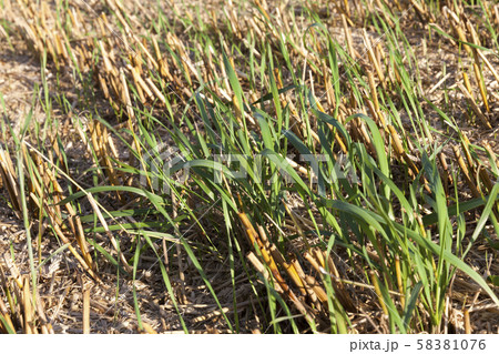 beautiful young green wheat 58381076