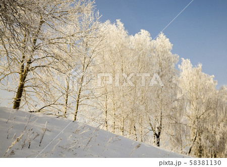 snow covered deciduous birch trees 58381130