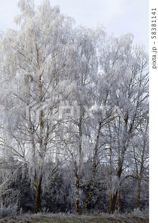 deciduous trees after snowfall deciduous trees after snowfall 58381141