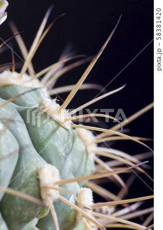 needle cactus needle cactus 58381420
