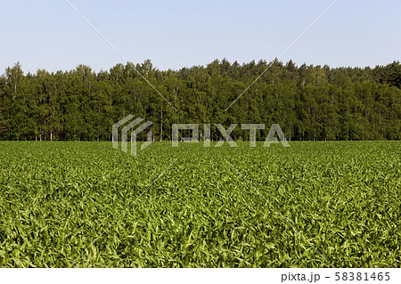 agricultural field with green corn agricultural field with green corn 58381465