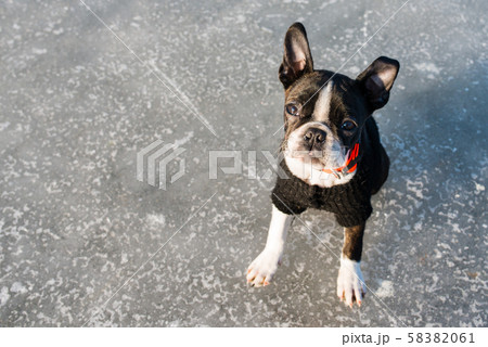 Boston Terrier puppy sitting in the winter scenery 58382061