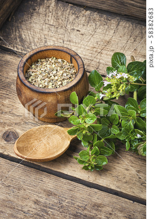 Fresh and dried oregano herb Fresh and dried oregano herb 58382683