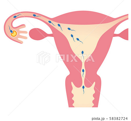 妊娠のしくみ 受精のイラスト素材 5724