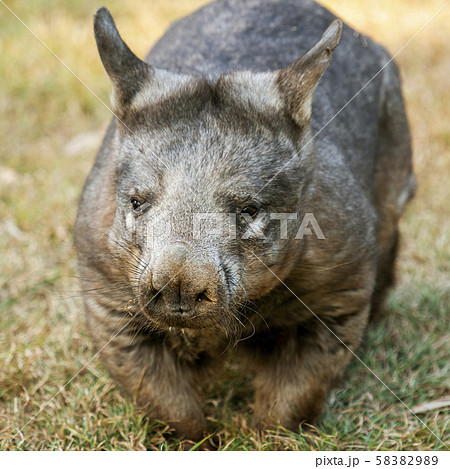 Southern Hairy-nosed Wombat 58382989