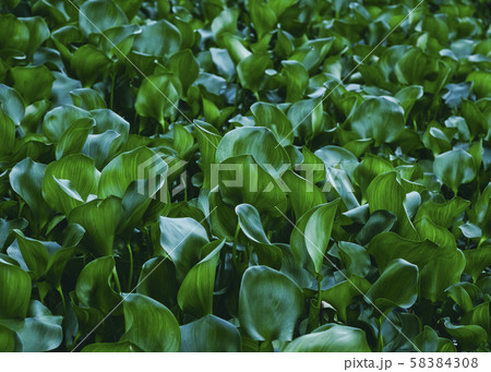 Green Leaf plant Forest Outdoor Nature Background 58384308