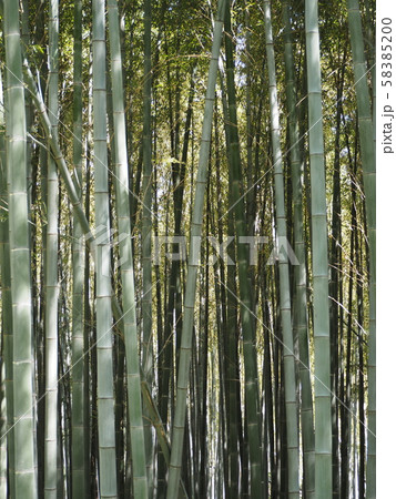 柔らかい日差しに照らされた竹林	 58385200