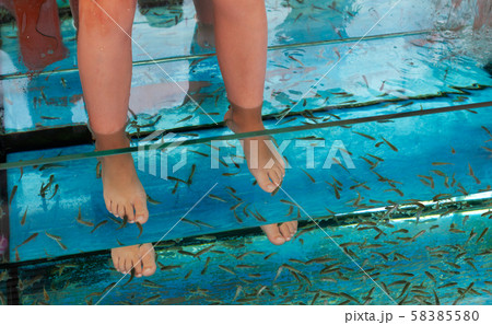 Doctor fish flock is in aquarium 58385580