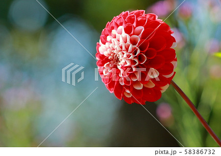 ダリア ダリア 58386732
